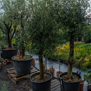 Olivovník európsky Olea europaea (-12°C) - výška 250-300cm, obvod kmeňa 50/60cm, kont. C230L – EXEMPLÁR
